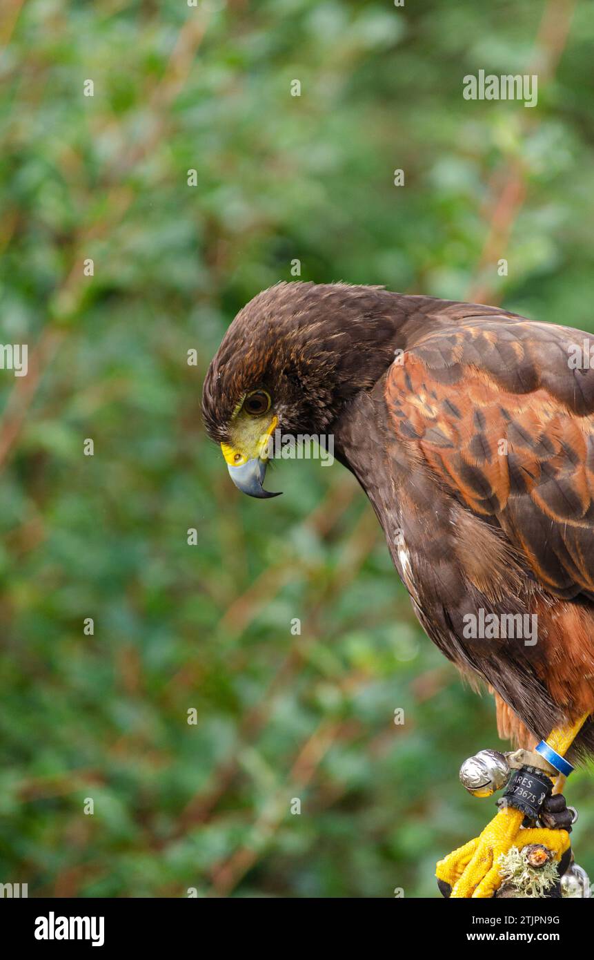 portrait de profil d'un aigle harris. Parabuteo Unicinctus Banque D'Images