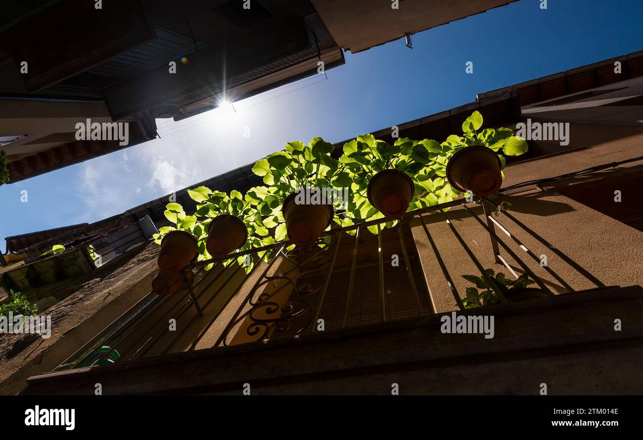 Plantes en pot éclairées par la lumière du soleil sur un balcon dans un village des Pyrénées en Espagne Banque D'Images