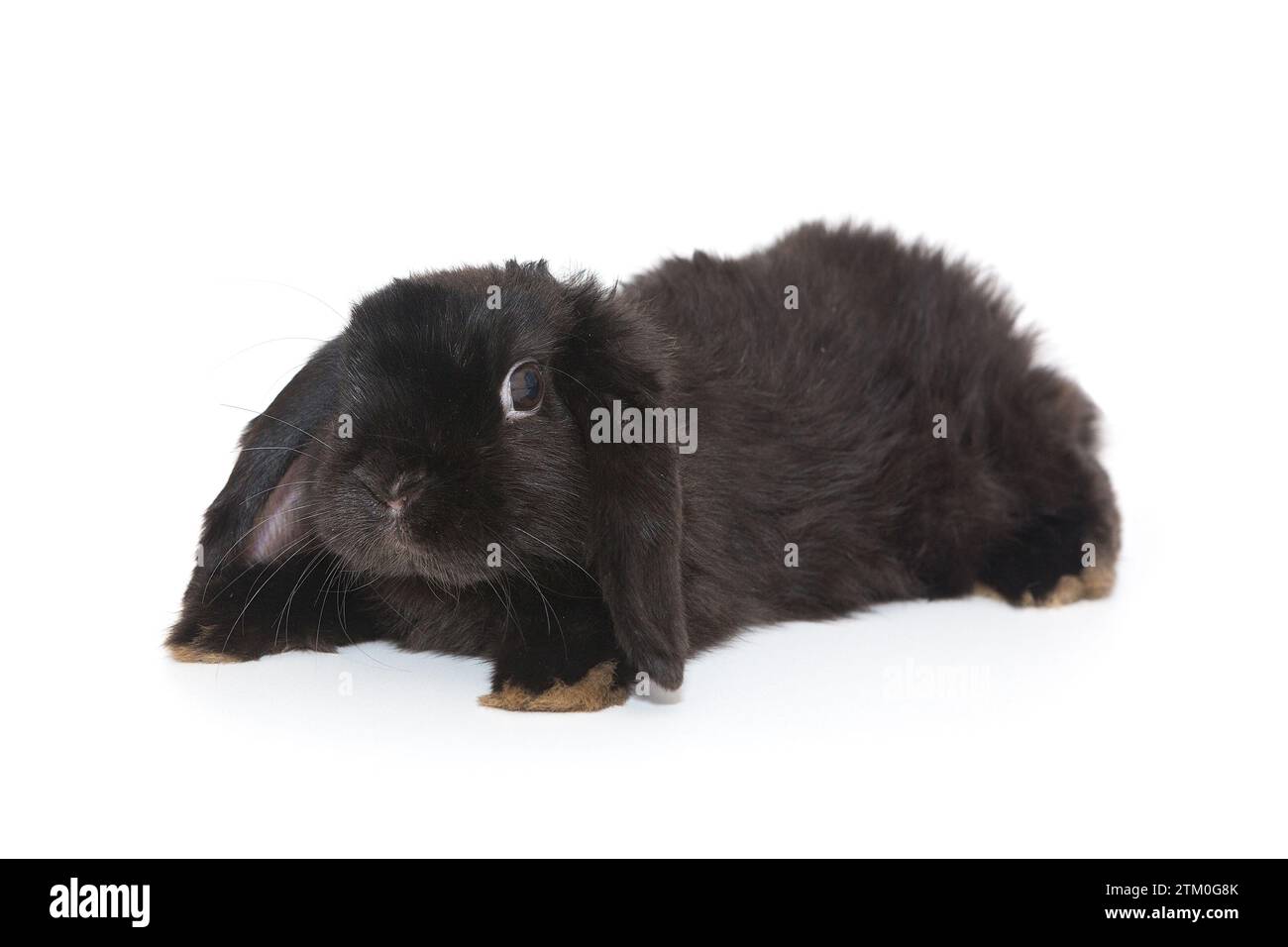 Petit lapin pliant décoratif en noir, isolé sur fond blanc Banque D'Images