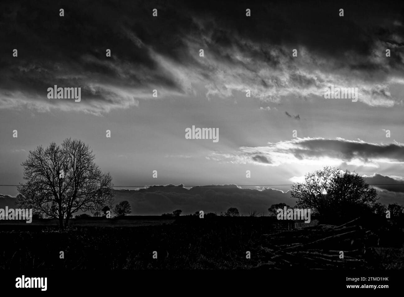 Photographie en noir et blanc d'un coucher de soleil hivernal avec des silhouettes d'arbres en arrière-plan Banque D'Images