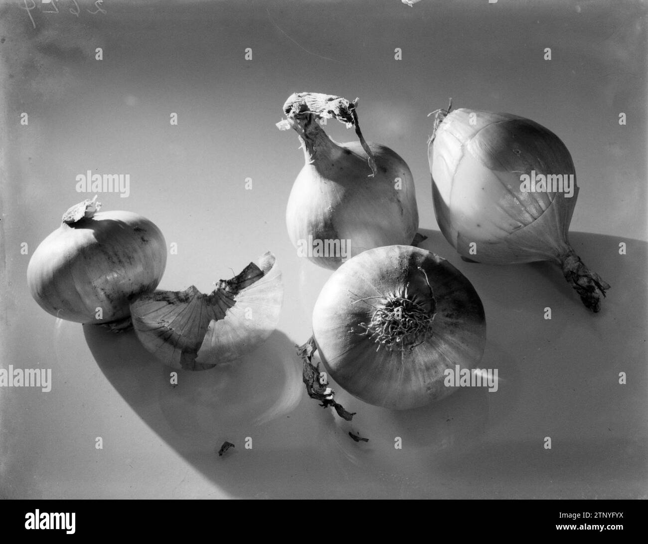 Nature morte avec des oignons ca. 1932 Banque D'Images