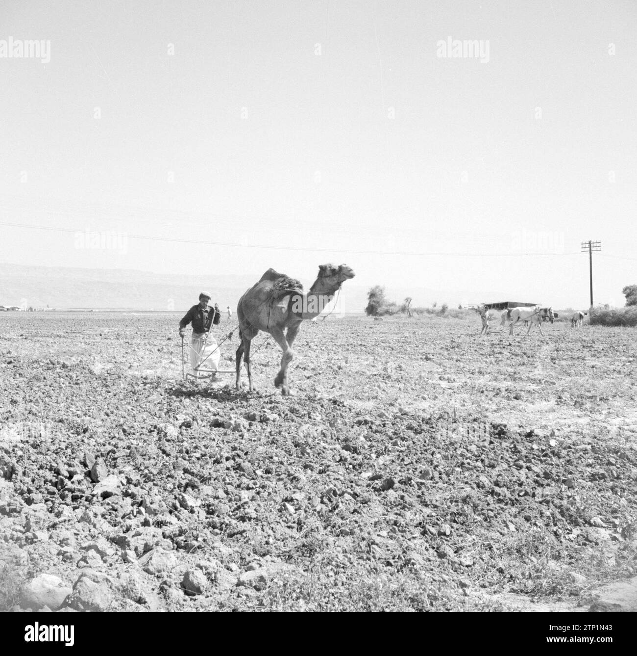 Agriculteur labourant avec un chameau près de Jericho ca. 1950-1955 Banque D'Images