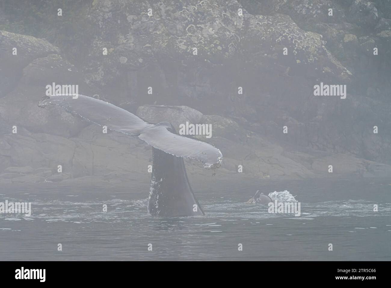 Baleines à bosse montrant son coup de chance en jouant avec les otaries par un jour brumeux à la fin de l'automne au large du nord de l'île de Vancouver, Namgis, First Nations Ter Banque D'Images