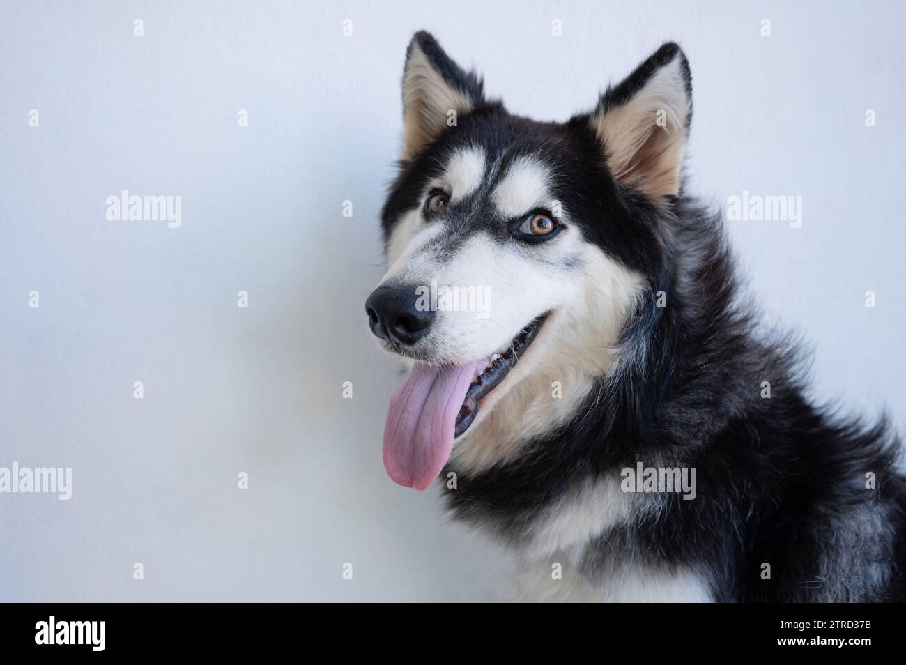 Portrait de chien husky positif vue rapprochée sur fond de studio blanc Banque D'Images