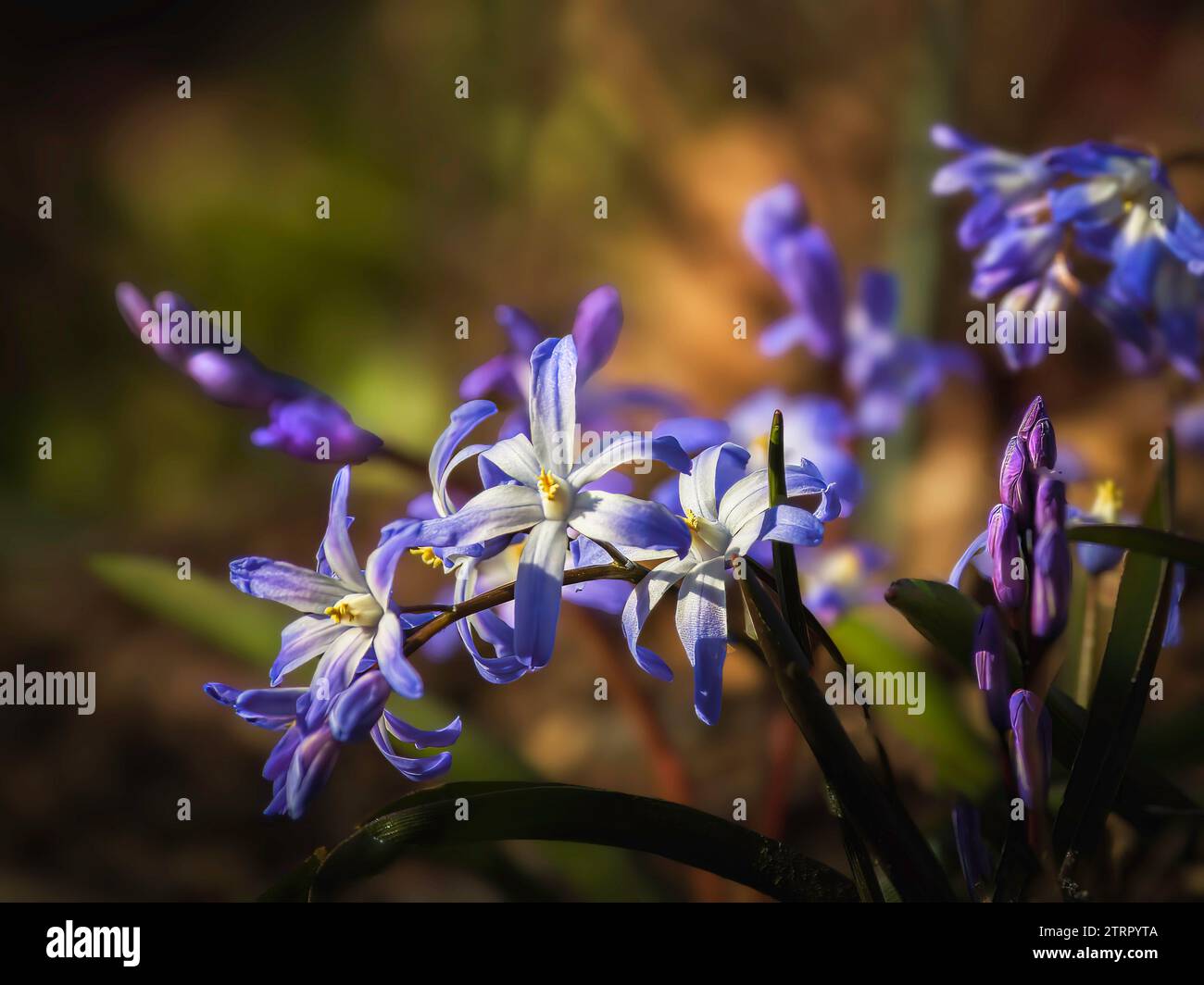 Fleurs de gloire de la neige (Scilla luciliae) bleu vif fleurissant au début du printemps, Hamilton, Ontario. Banque D'Images
