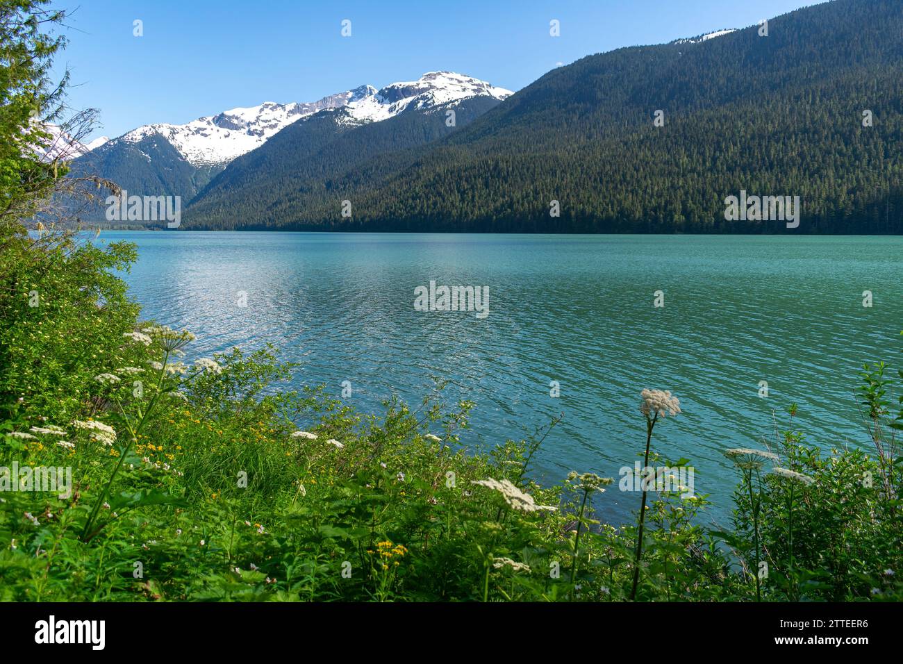 Le lac Cheakamus brille au printemps, bordé par des fleurs sauvages en fleurs et le magnifique décor des montagnes de la Colombie-Britannique. Banque D'Images