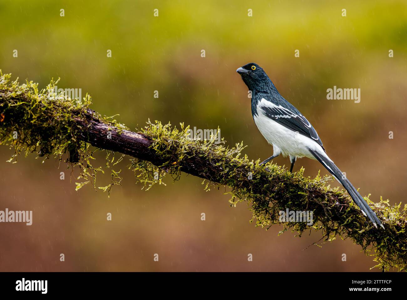 Un jour de pluie, un Magpie Tanager (Cissopis leveriana) se perche sur une branche dans la forêt atlantique du Brésil. Banque D'Images