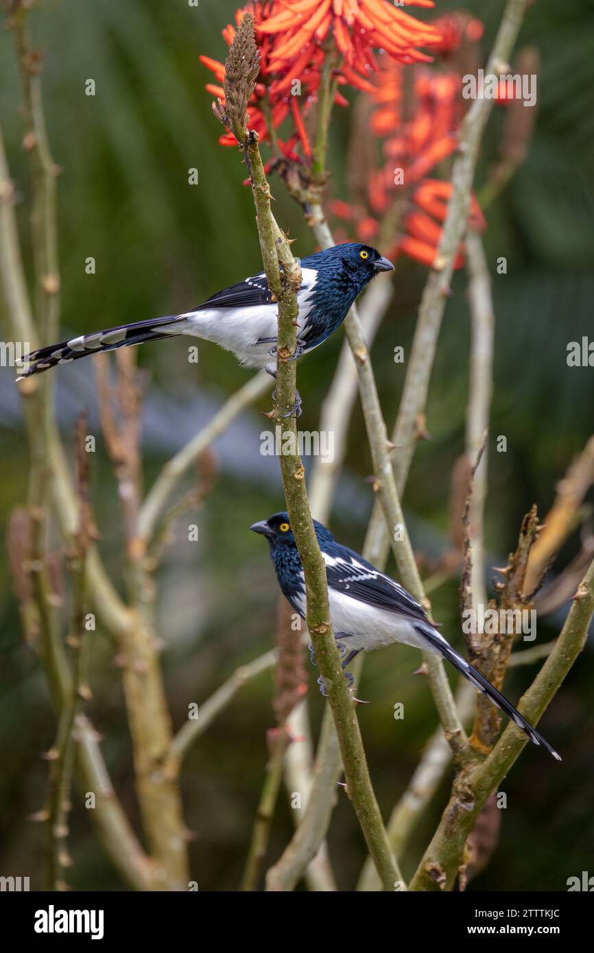Deux Magpie Tanager (Cissopis leveriana) perchés sur des branches dans la forêt atlantique (Mata Atlântica) du Brésil. Banque D'Images