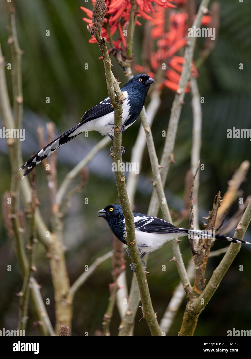 Deux Magpie Tanager (Cissopis leveriana) perchés sur des branches dans la forêt atlantique (Mata Atlântica) du Brésil. Banque D'Images