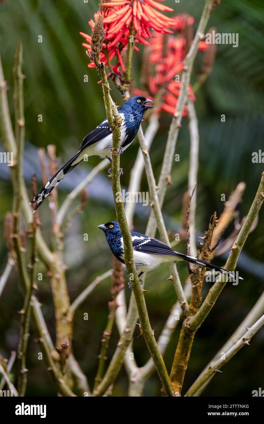 Deux Magpie Tanager (Cissopis leveriana) perchés sur des branches dans la forêt atlantique (Mata Atlântica) du Brésil. Banque D'Images