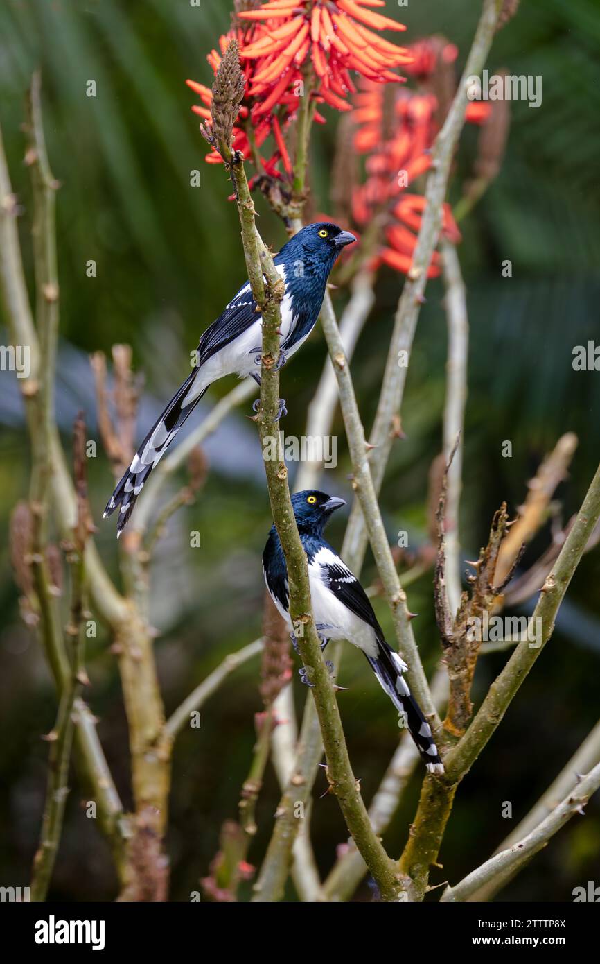 Deux Magpie Tanager (Cissopis leveriana) perchés sur des branches dans la forêt atlantique (Mata Atlântica) du Brésil. Banque D'Images