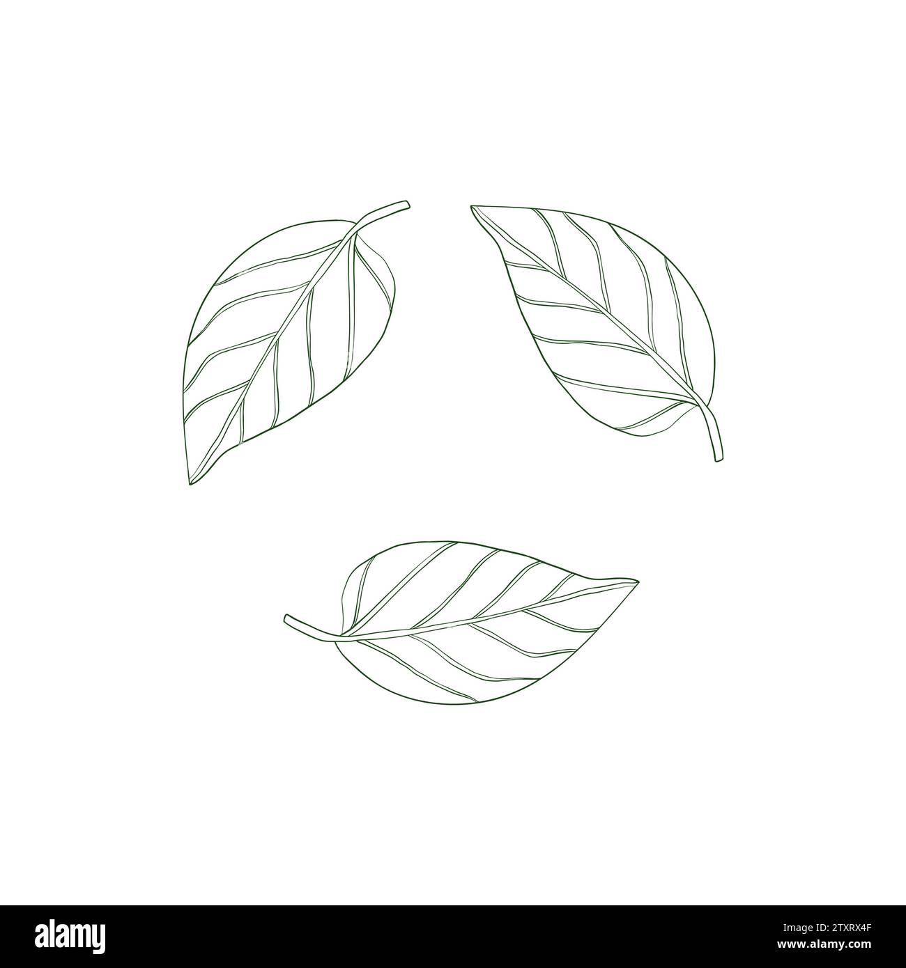 Green Line art laisse l'icône écologique sur fond isolé éléments de conception pour les étiquettes naturelles, végétaliennes, bio. Illustration dessinée à la main à l'encre, vecteur botanique Illustration de Vecteur Green Line art laisse l'icône écologique sur fond isolé éléments de conception pour les étiquettes naturelles, végétaliennes, bio. Illustration dessinée à la main à l'encre, vecteur botanique Illustration de Vecteur