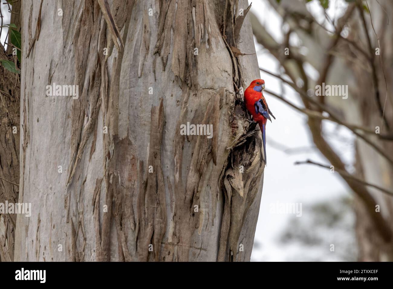 Crimson Rosella (Platycercus elegans) regardant la caméra, alors que perché sur le tronc d'un eucalyptus et vu de profil, sa tête s'est détournée. Banque D'Images