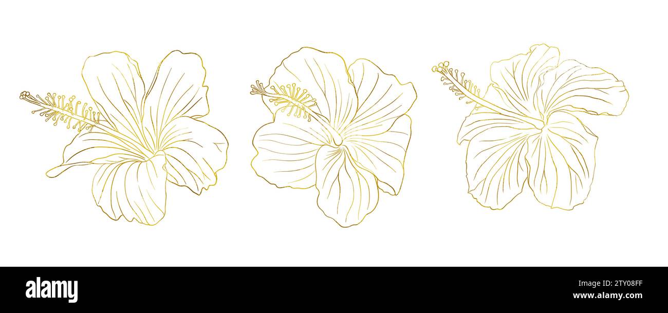 Ensemble de fleurs d'hibiscus tropical doré. Fleur rose chinoise. Illustration d'art vectoriel dessiné à la main pour logo, carte ou invitation, herbes de thé hibiskus thé Illustration de Vecteur