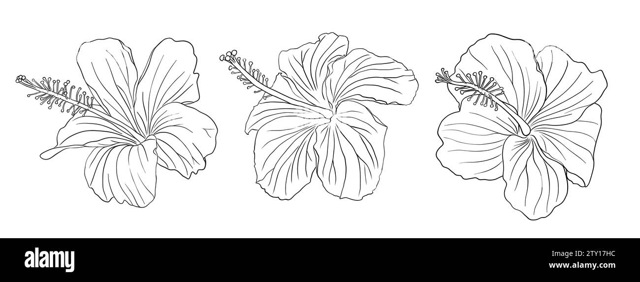 Ensemble de fleurs d'hibiscus tropical. Fleur rose chinoise. Illustration d'art vectoriel dessiné à la main pour logo, carte ou invitation, herbes de thé hibiskus thé karkade Illustration de Vecteur