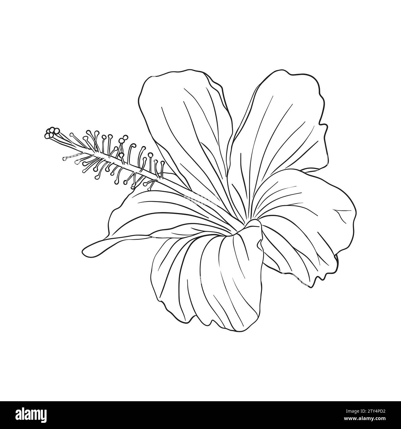 Fleur tropicale d'hibiscus. Fleur rose chinoise. Illustration d'art au trait vectoriel dessiné à la main pour logo, carte ou invitation, thé aux herbes de thé hibiscus thé. Isolé activé Illustration de Vecteur