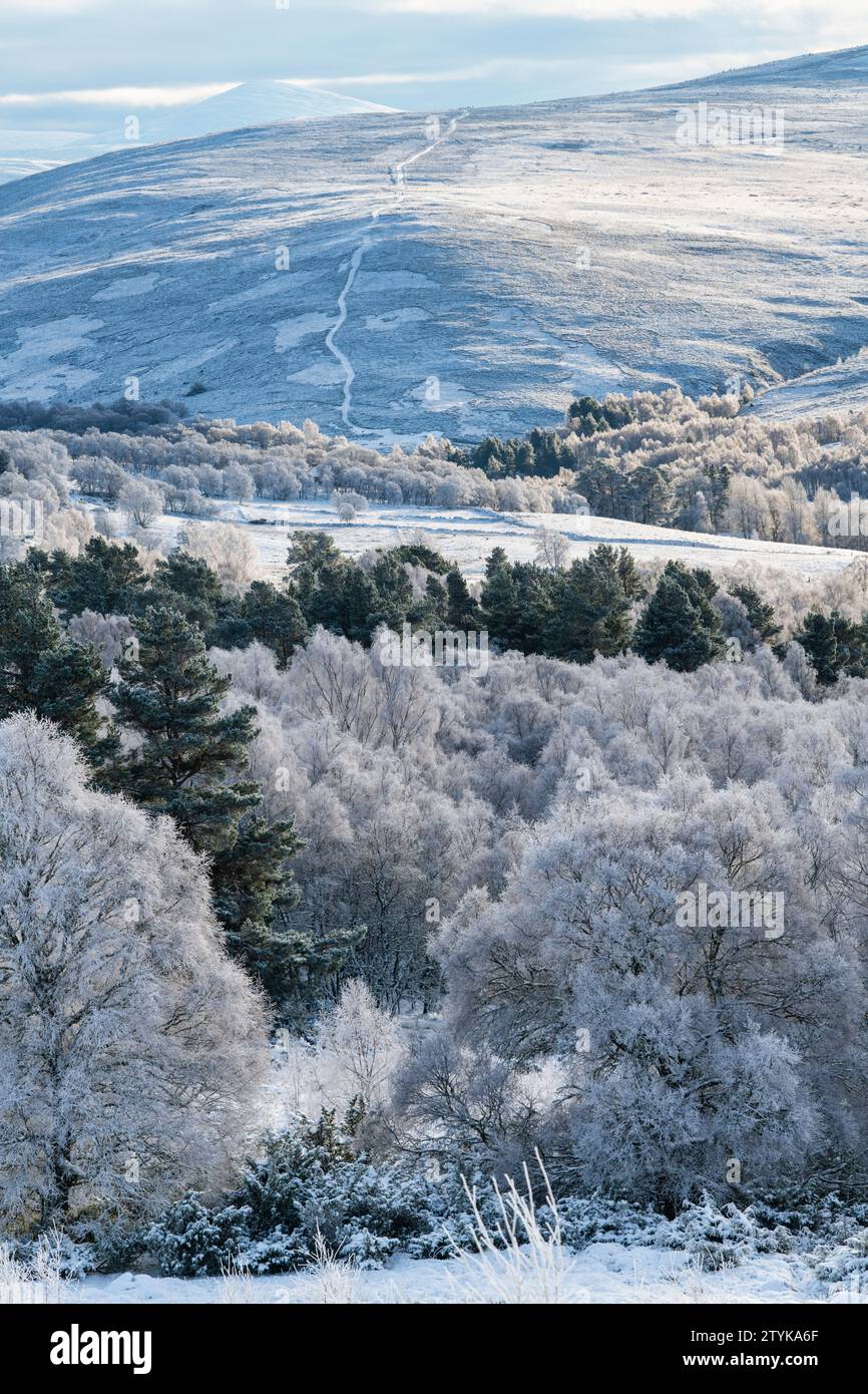 Neige et gel de décembre dans les Cairngorms, Highlands, Écosse Banque D'Images