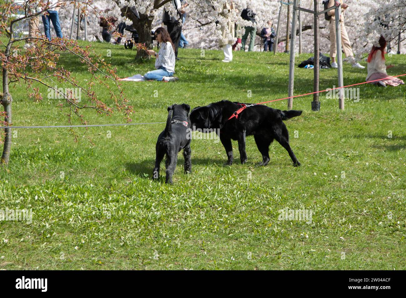 chien, mode de vie actif, animal de compagnie, personne, marche, animal, extérieur, nature, style de vie, sakura, bonheur, fleurs de cerisier, convivialité, photographie, printemps Banque D'Images