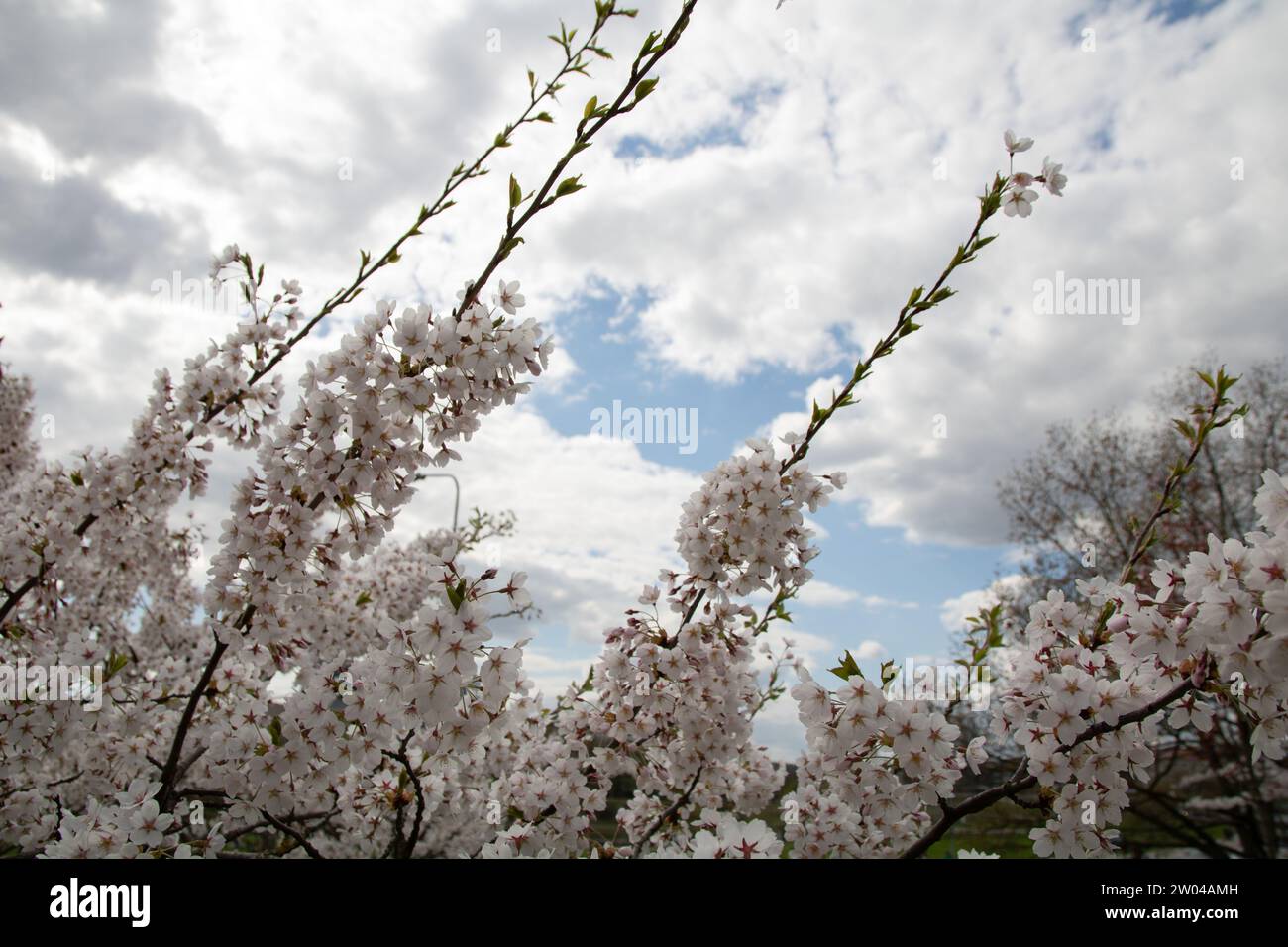 Dans cette photo printanière sereine, une vue horizontale capture la beauté naturelle d'une branche d'arbre en fleurs sur fond extérieur. Sans personne moi Banque D'Images
