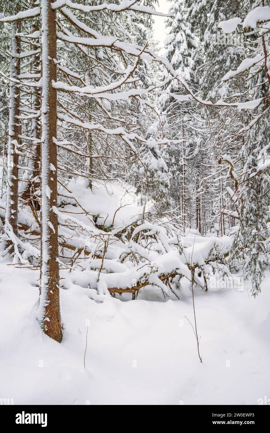 Ravin forestier avec un vieil arbre tombé en hiver Banque D'Images