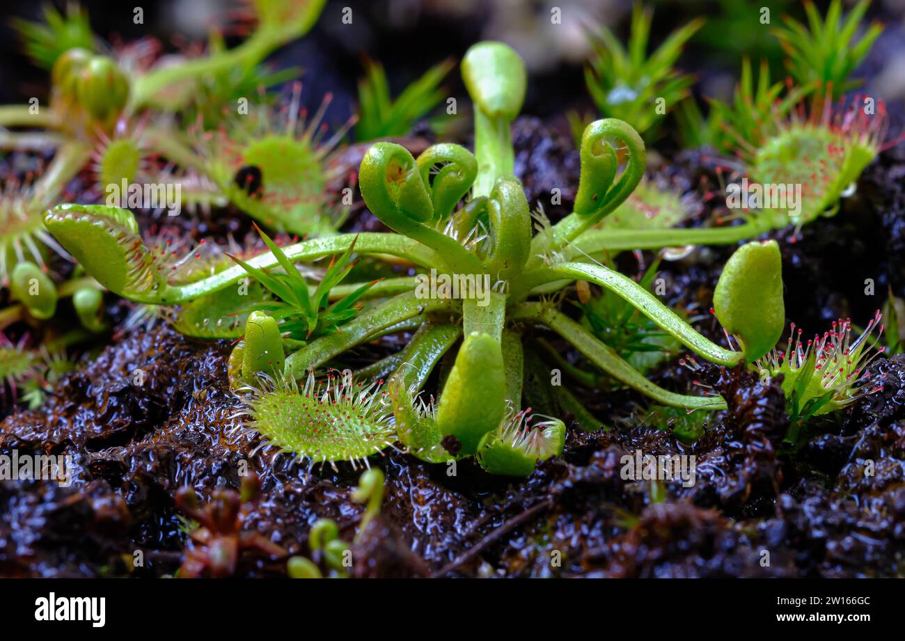 Photo macro de la plante carnivore de sundews à feuilles rondes (Drosera rotundifolia) avec de petites gouttes de rosée sur la feuille Banque D'Images