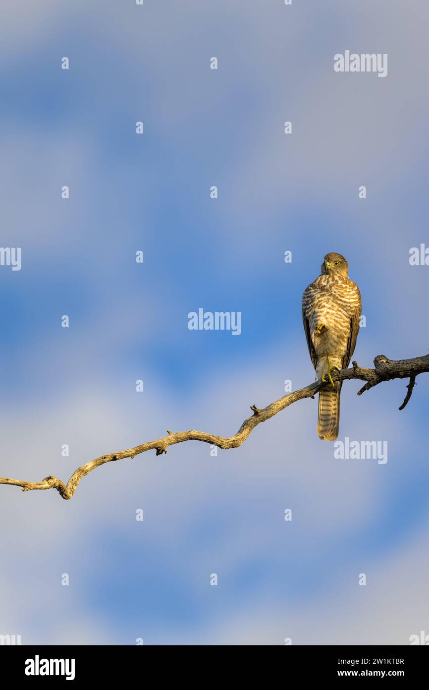 Un majestueux Goshawk brun est perché sur une branche sans feuilles d'un arbre sur les rives de la rivière Darling à Bourke à la recherche de proies. Banque D'Images