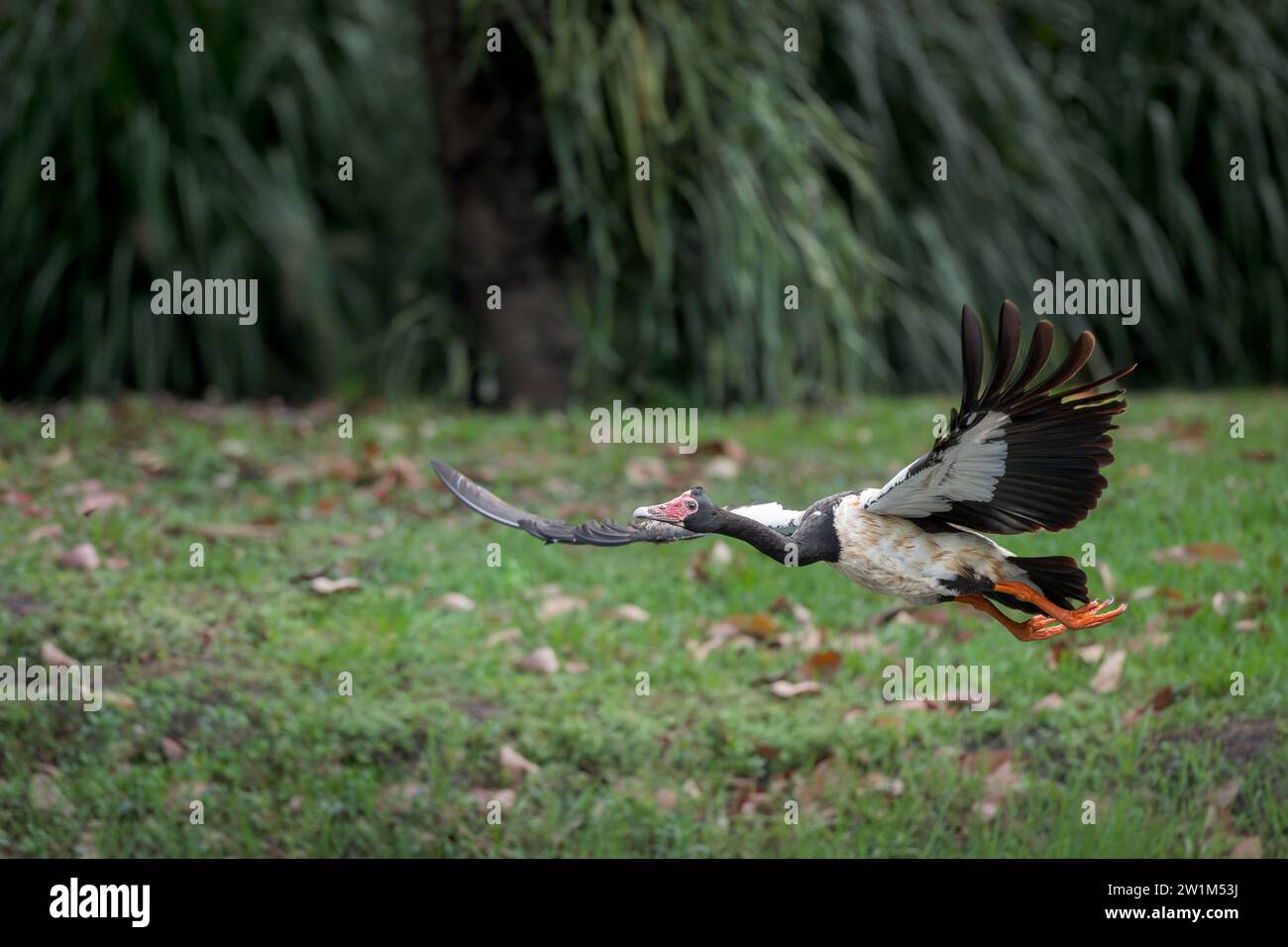 Vue latérale à basse altitude d'une seule oie Magpie qui change de zone d'alimentation dans un trou d'eau dans les zones humides des lacs Centenary à Cairns, Australie. Banque D'Images
