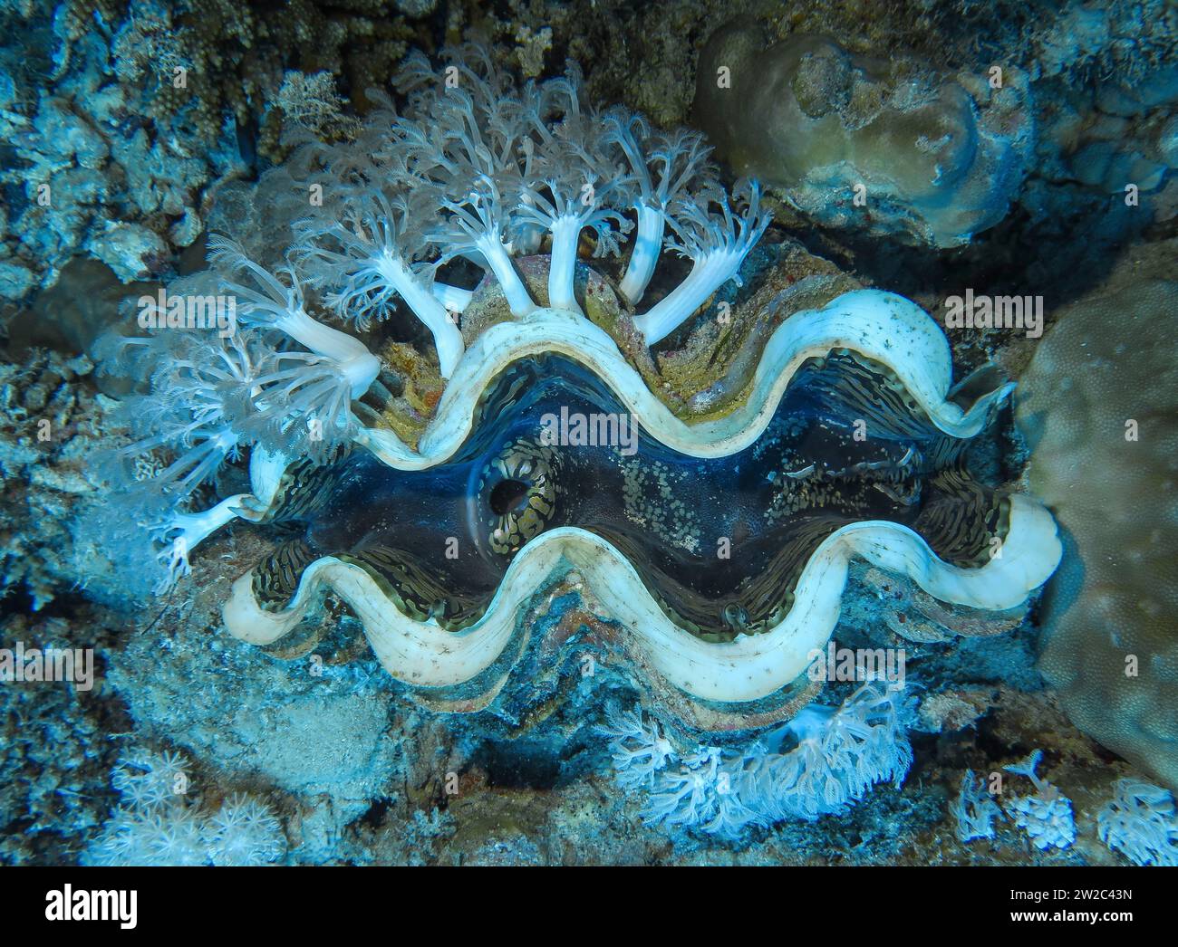 Große Riesenmuschel Tridacna maxima auf Hartkorallen, Unterwasser-Foto, Tauchplatz les Îles, Dahab, Golf von Akaba, Rotes Meer, Sinaï, Ägypten Banque D'Images