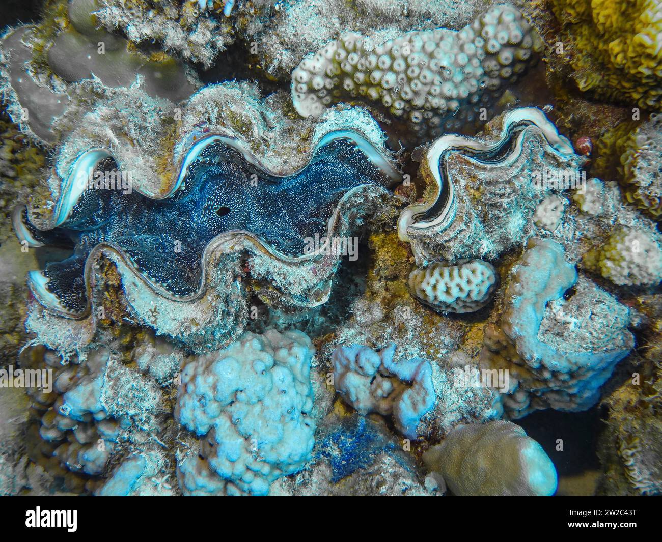 Große Riesenmuschel Tridacna maxima auf Hartkorallen, Unterwasser-Foto, Tauchplatz les Îles, Dahab, Golf von Akaba, Rotes Meer, Sinaï, Ägypten Banque D'Images