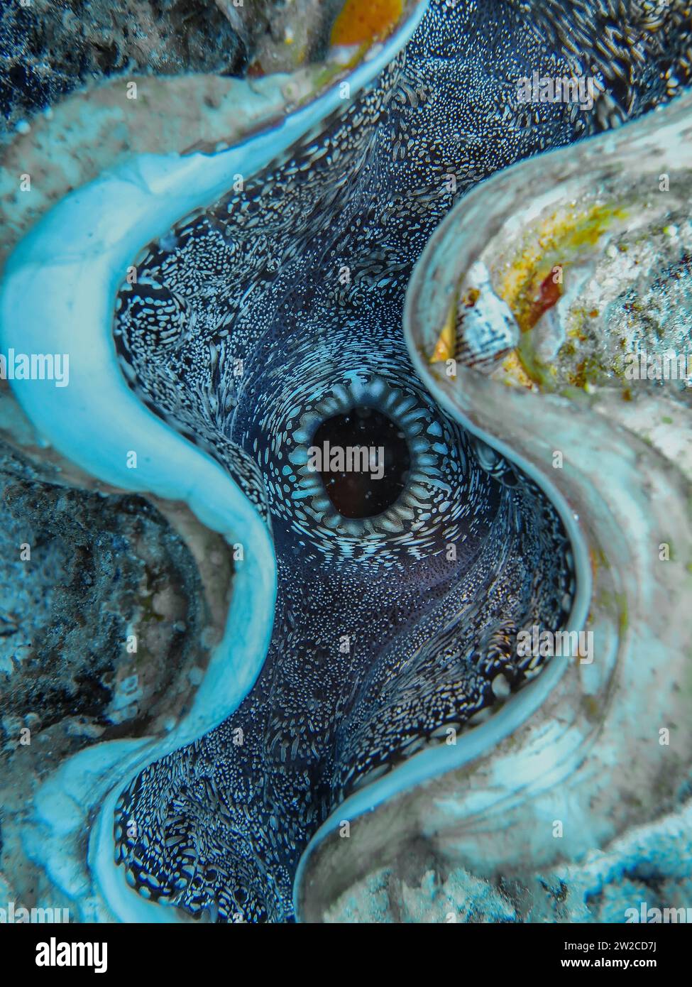 Große Riesenmuschel Tridacna maxima, Unterwasser-Foto, Tauchplatz Umm Sid, Dahab, Golf von Akaba, Rotes Meer, Sinaï, Ägypten Banque D'Images