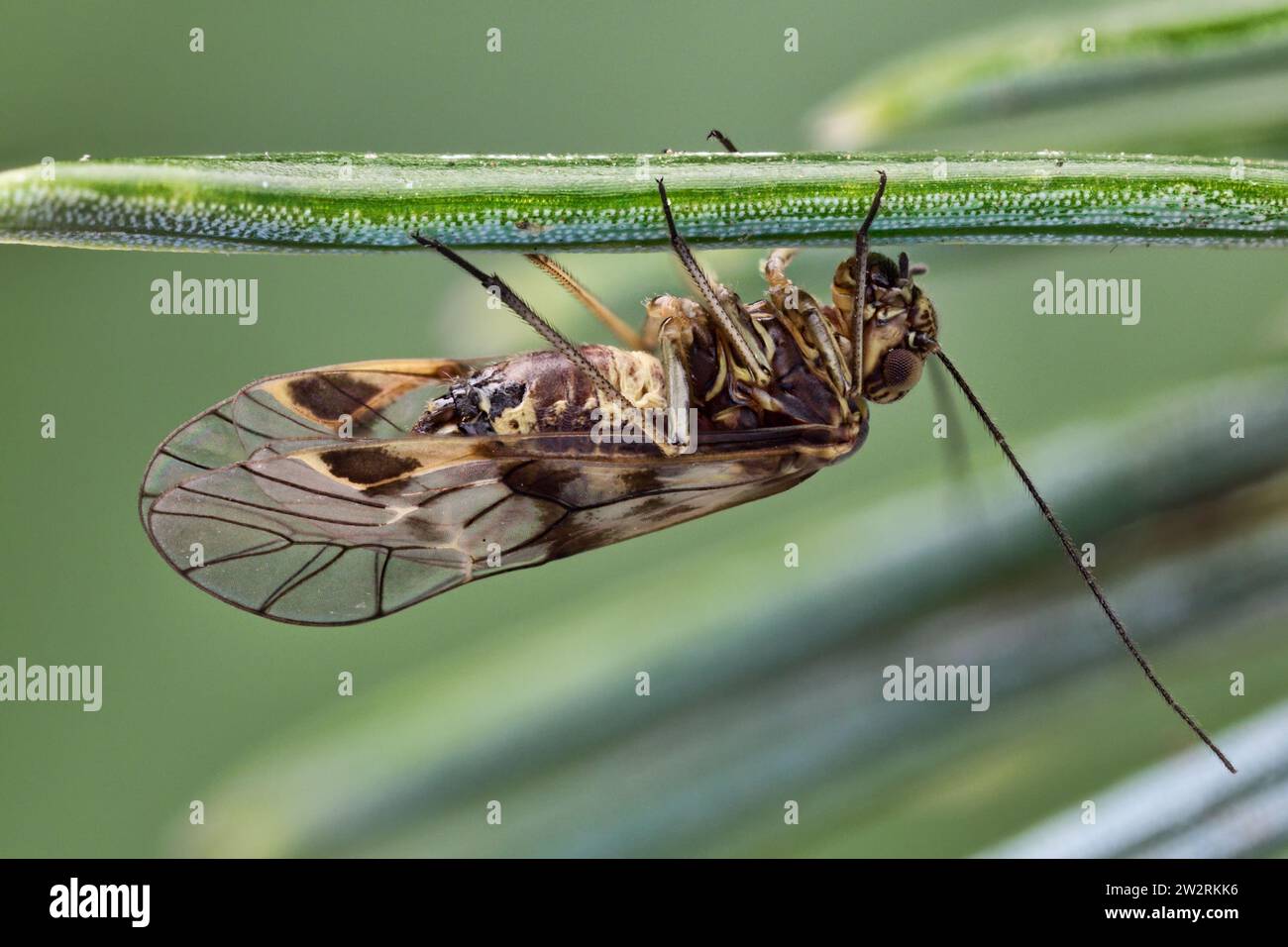 Psococerastis gibbosa Barkfly perché à l'envers sur l'aiguille de pin. Tipperary, Irlande Banque D'Images