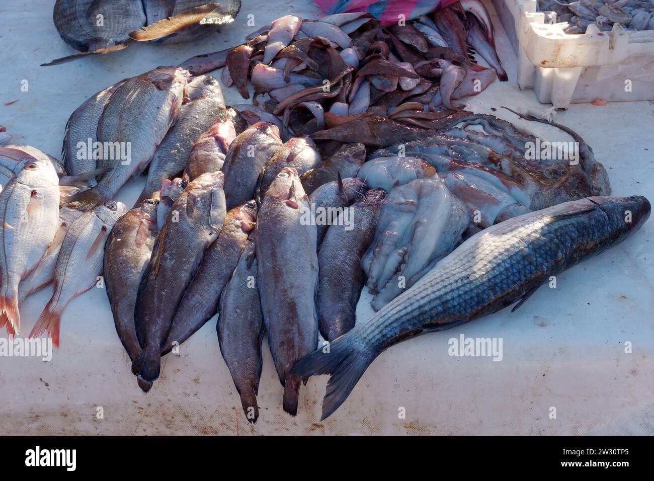 Pêche exposée au port d'Essaouira 'la ville venteuse', Maroc. 21 décembre 2023 Banque D'Images