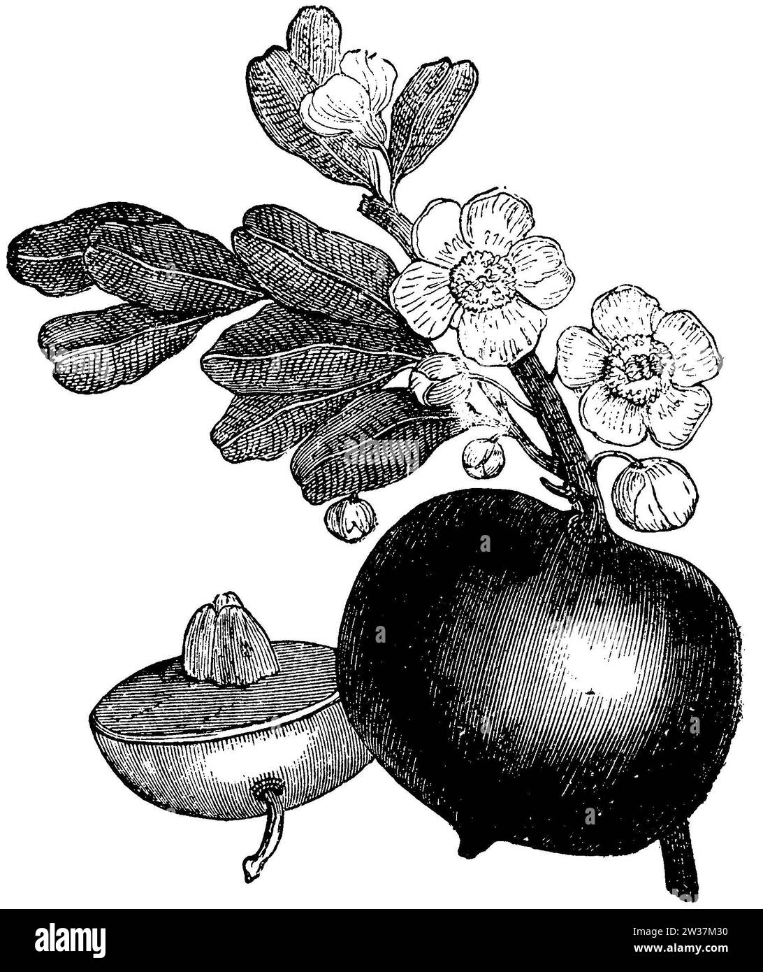 Mammee pomme à fleur et fruit, Mammea americana, anonym (livre botanique, 1889), Mammiapfel mit Blüte und Frucht, abricotier des Antilles avec fleur et fruit Banque D'Images