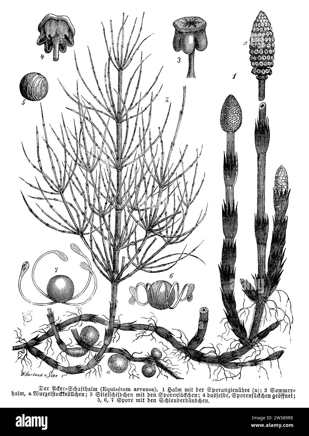 Queue de cheval avec spores, Equisetum arvense, W.A[Arland] U. Sohn (livre de botanique, 1889), Acker-Schachtelhalm mit Sporen, Prêle des champs avec éperons Banque D'Images