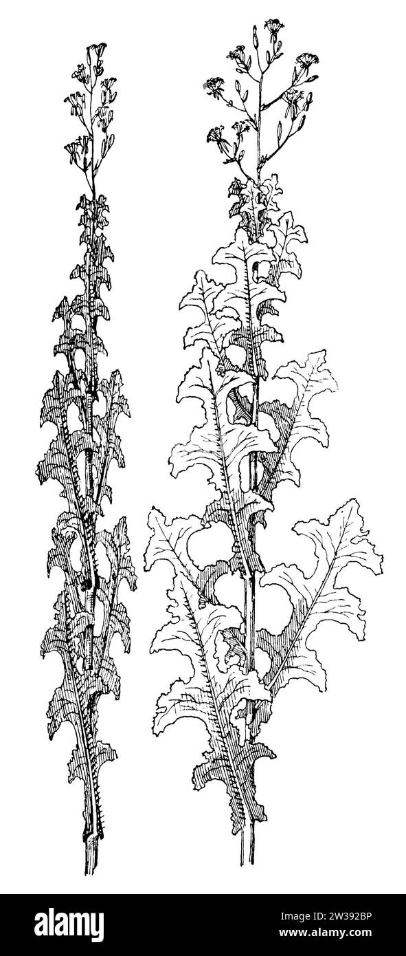 Laitue de Barbarie, cultivée sur un sol sec et fortement ensoleillé, à gauche : vue du sud ou du nord, à droite : vue de l'est ou de l'ouest, Lactuca serriola, anonym (livre botanique, 1909), Stachel-Lattich, auf trockenem, stark besonnten Boden gewachsen, Links : von Sueden oder Norden gesehen, rechts : von Osten oder Westen gesehen, laitue scariole;, les arbres ont poussé sur un sol sec et très ensoleillé, à gauche : vu du sud ou du nord, à droite : vu de l'ouest de l'est. Banque D'Images