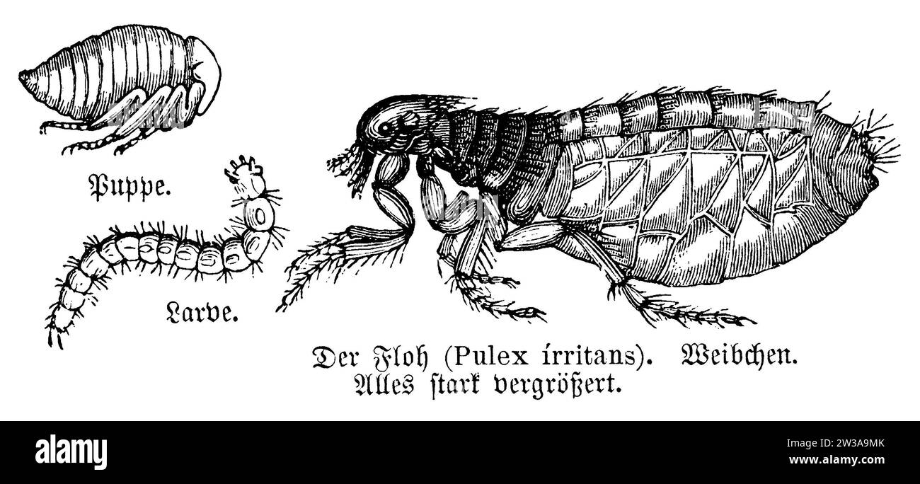 Puce humaine, femelle adulte (droite), pupe (en haut à gauche) et larve (en bas à gauche)., pulex irritans, anonym (livre zoologique, 1894), Menschenfloh, ausgewachsenes Weibchen (rechts), Puppe (links oben) und Larve (links unten), puce de l’homme, femme adulte (à droite), nymphe (en haut à gauche) et larve (en bas à gauche) Banque D'Images