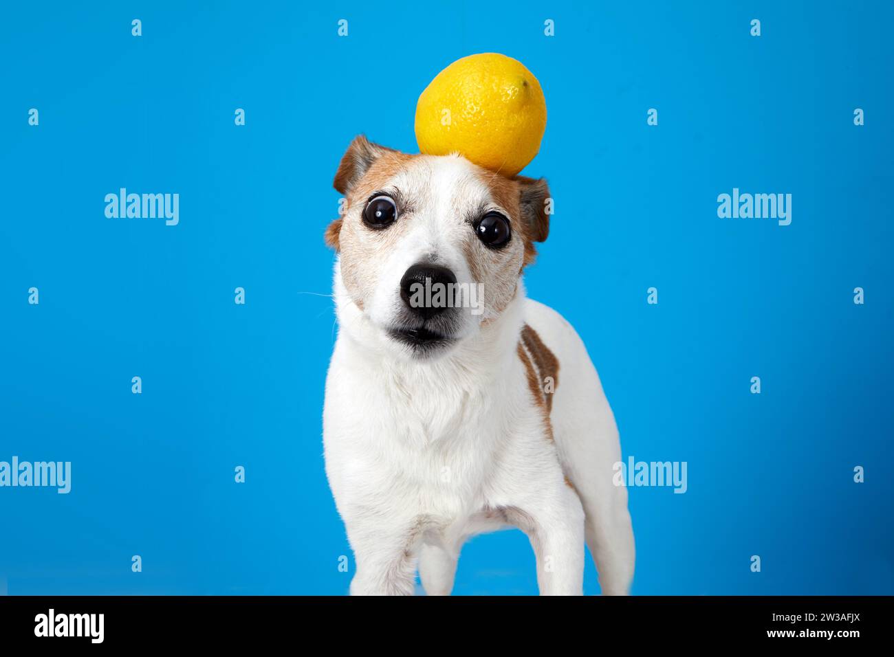 Petit chien fou avec un citron sur la tête Banque D'Images