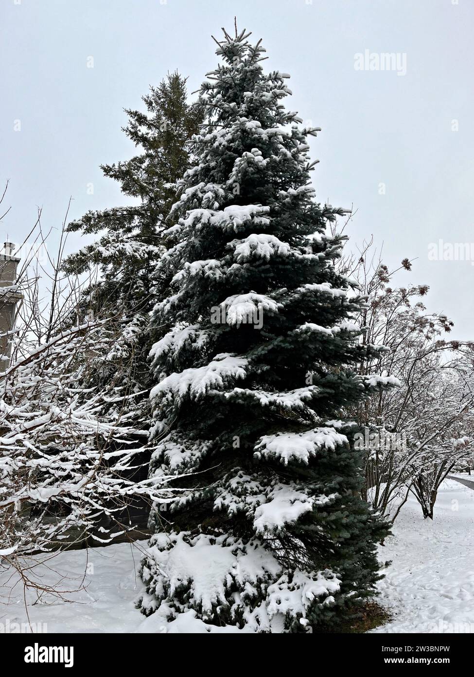 Scènes étonnantes de neige/hiver- arbre de pin couvert de neige /Ottawa/Canada Banque D'Images