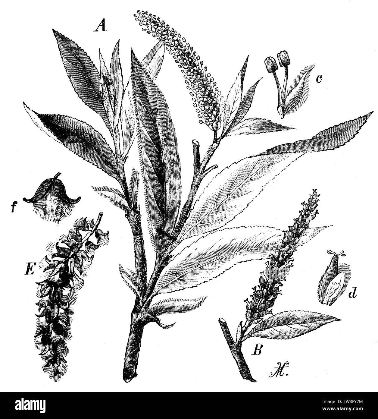 Salix alba, Salix alba, M.V. (livre de biologie, 1898), Silber-Weide, saule blanc Banque D'Images