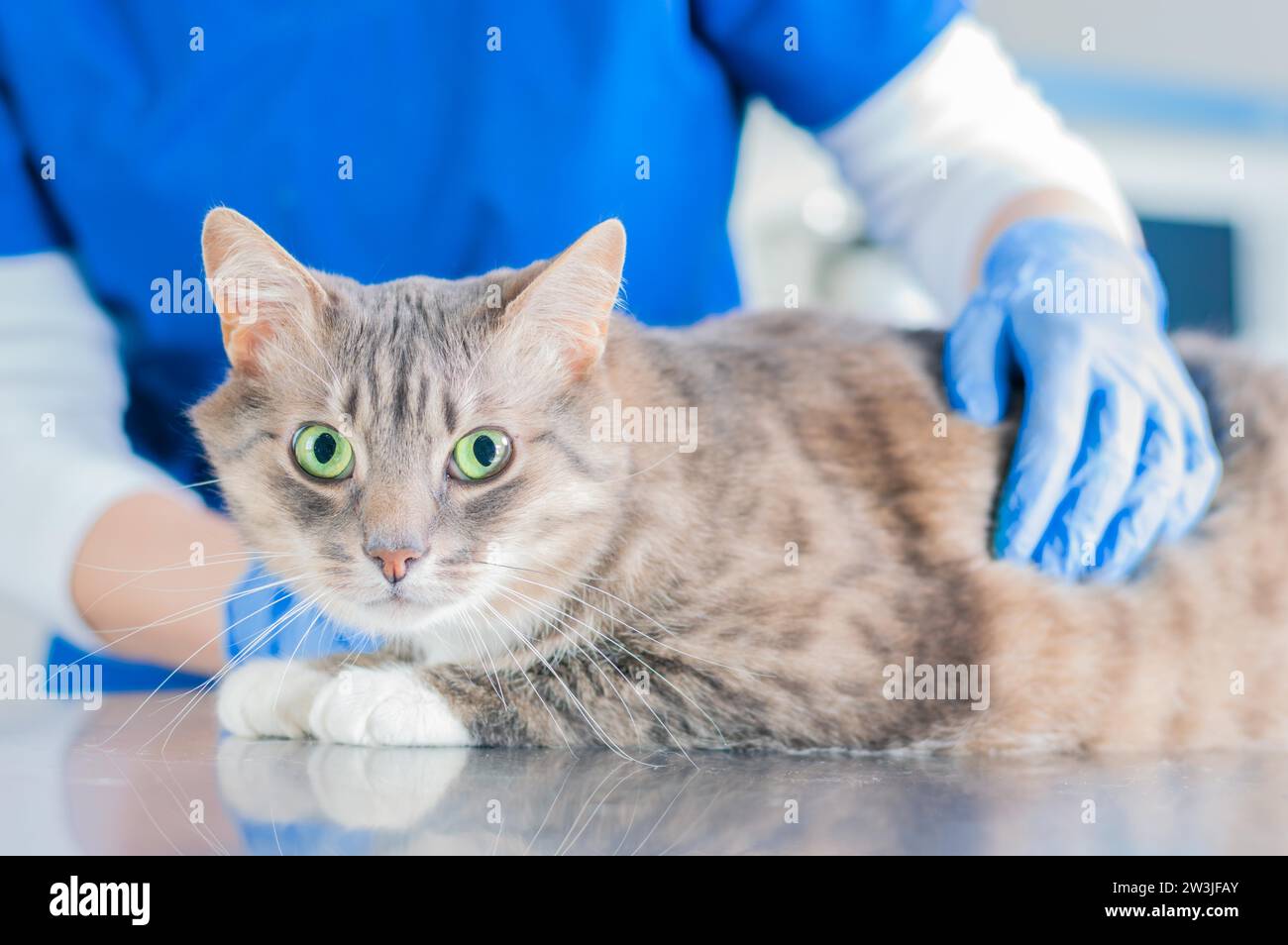 Portrait d'un chat bien nourri sur la table chirurgicale sur le fond des mains du médecin en gants. Concept de médecine vétérinaire. Supports mixtes Banque D'Images