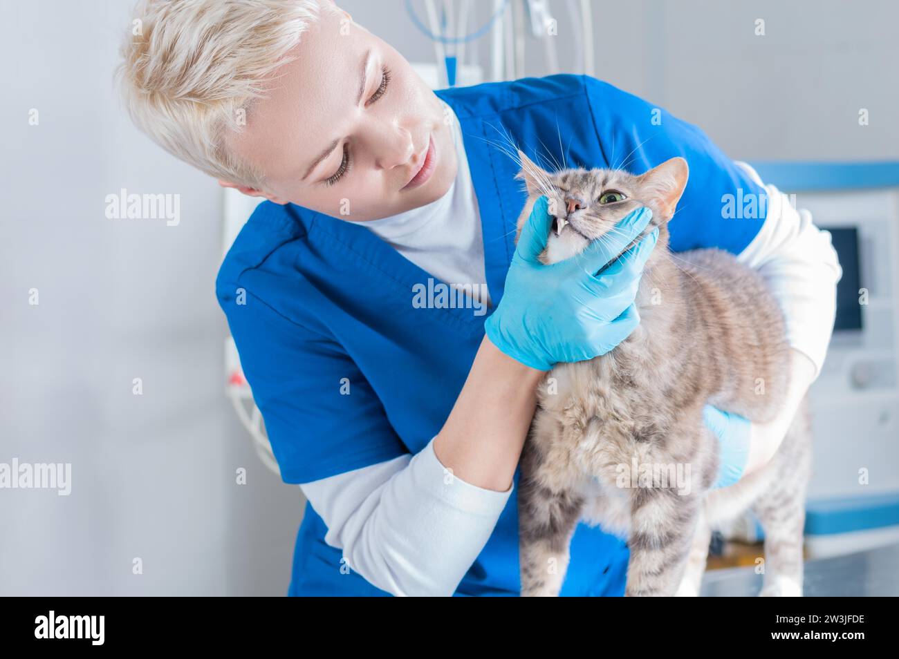 Image d'une belle infirmière blonde en costume chirurgical. L'examen des dents en clinique. Médecine vétérinaire. Dentisterie. Supports mixtes Banque D'Images