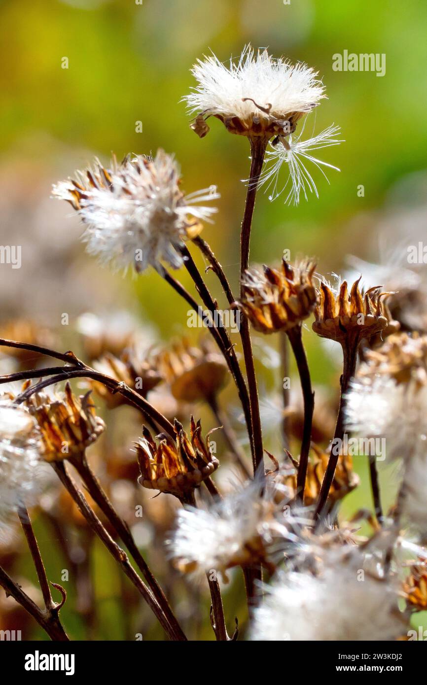 Ragwort commun (senecio jacobaea), gros plan montrant les têtes de graines de la plante, les graines plumeuses rétro-éclairées par un peu de soleil de fin d'été. Banque D'Images