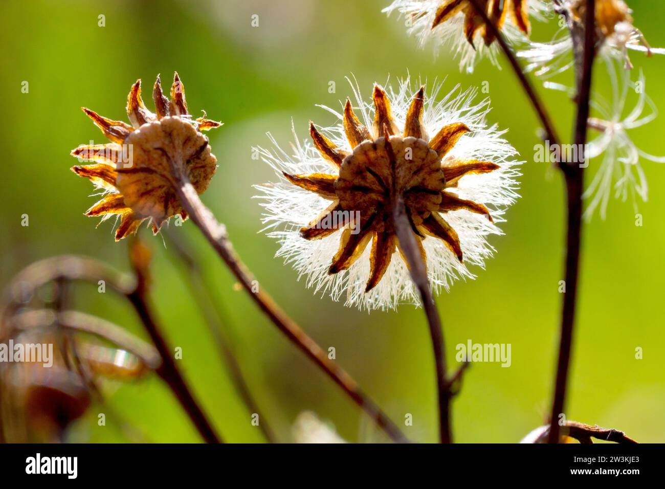 Ragwort commun (senecio jacobaea), gros plan montrant les têtes de graines de la plante, les graines plumeuses rétro-éclairées par un peu de soleil de fin d'été. Banque D'Images