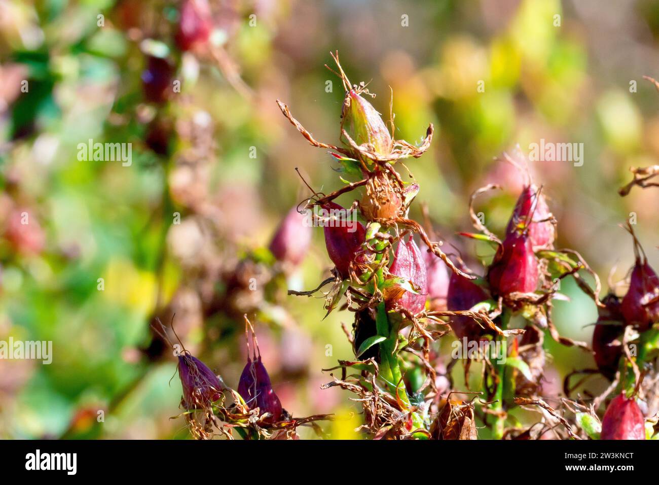 Millepertuis, probablement perforé St. Millepertuis (hypericum perforatum), gros plan des gousses ou des capsules de la plante. Banque D'Images