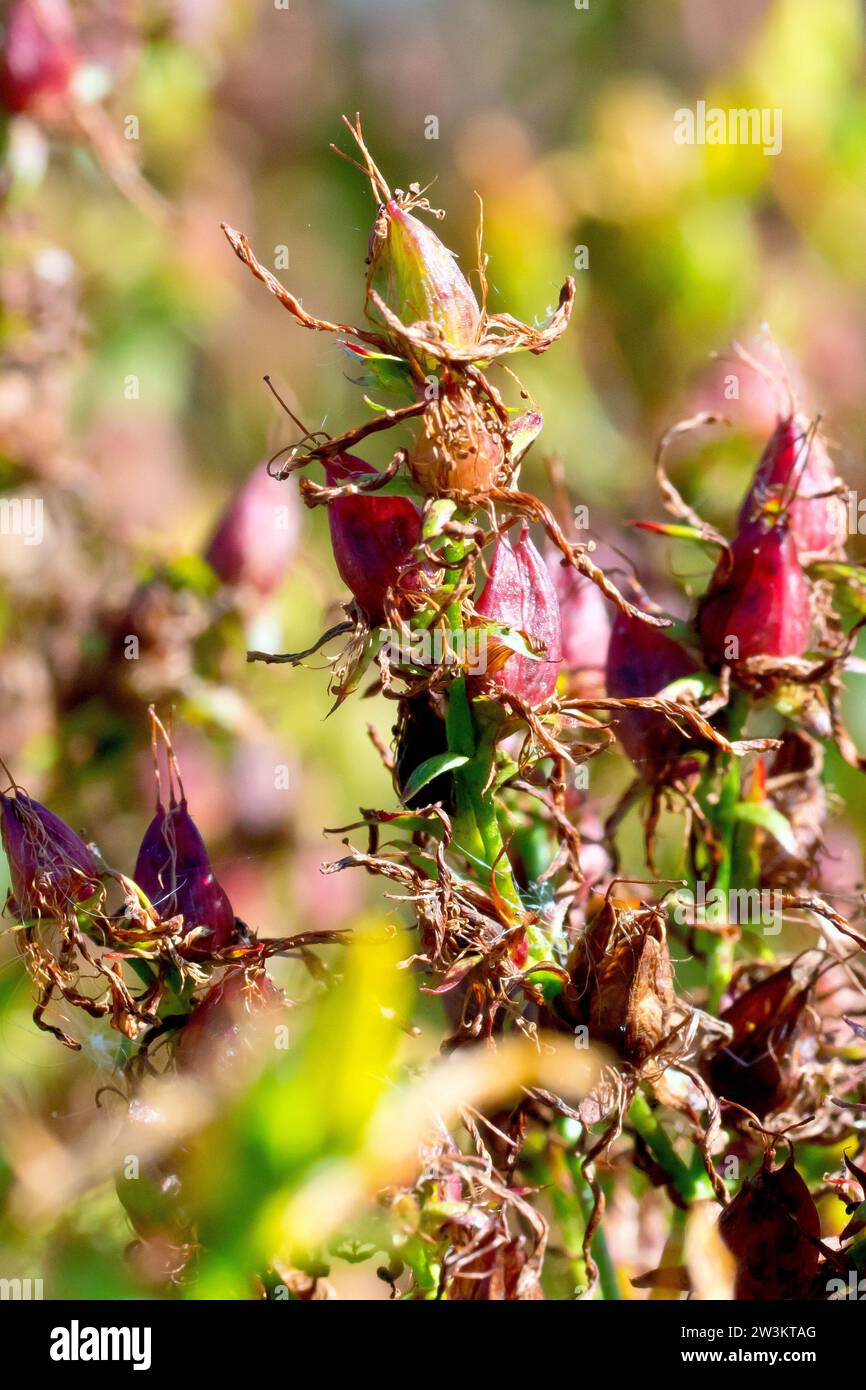 Millepertuis, probablement perforé St. Millepertuis (hypericum perforatum), gros plan des gousses ou des capsules de la plante. Banque D'Images