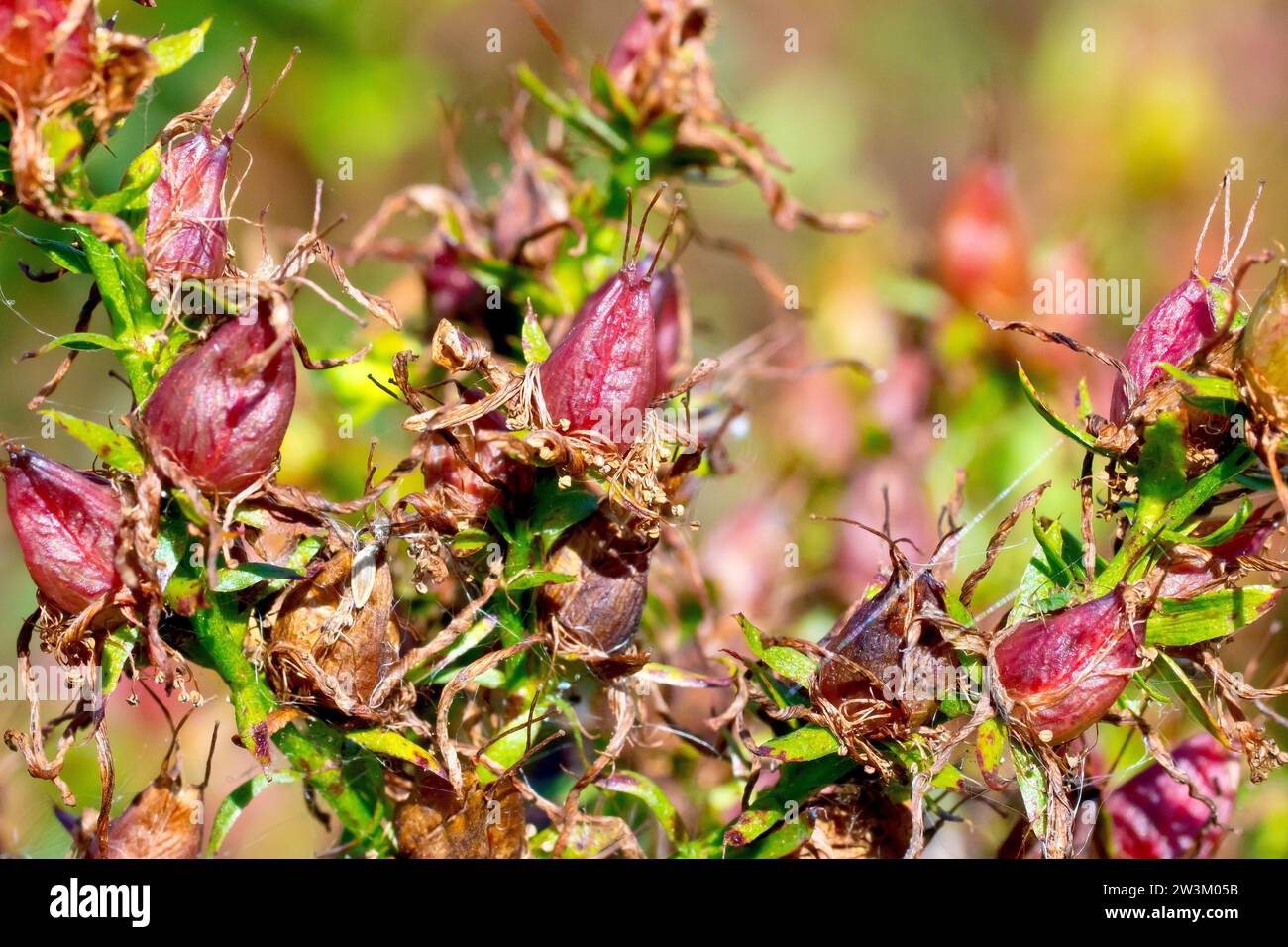 Millepertuis, probablement perforé St. Millepertuis (hypericum perforatum), gros plan des gousses ou des capsules de la plante. Banque D'Images