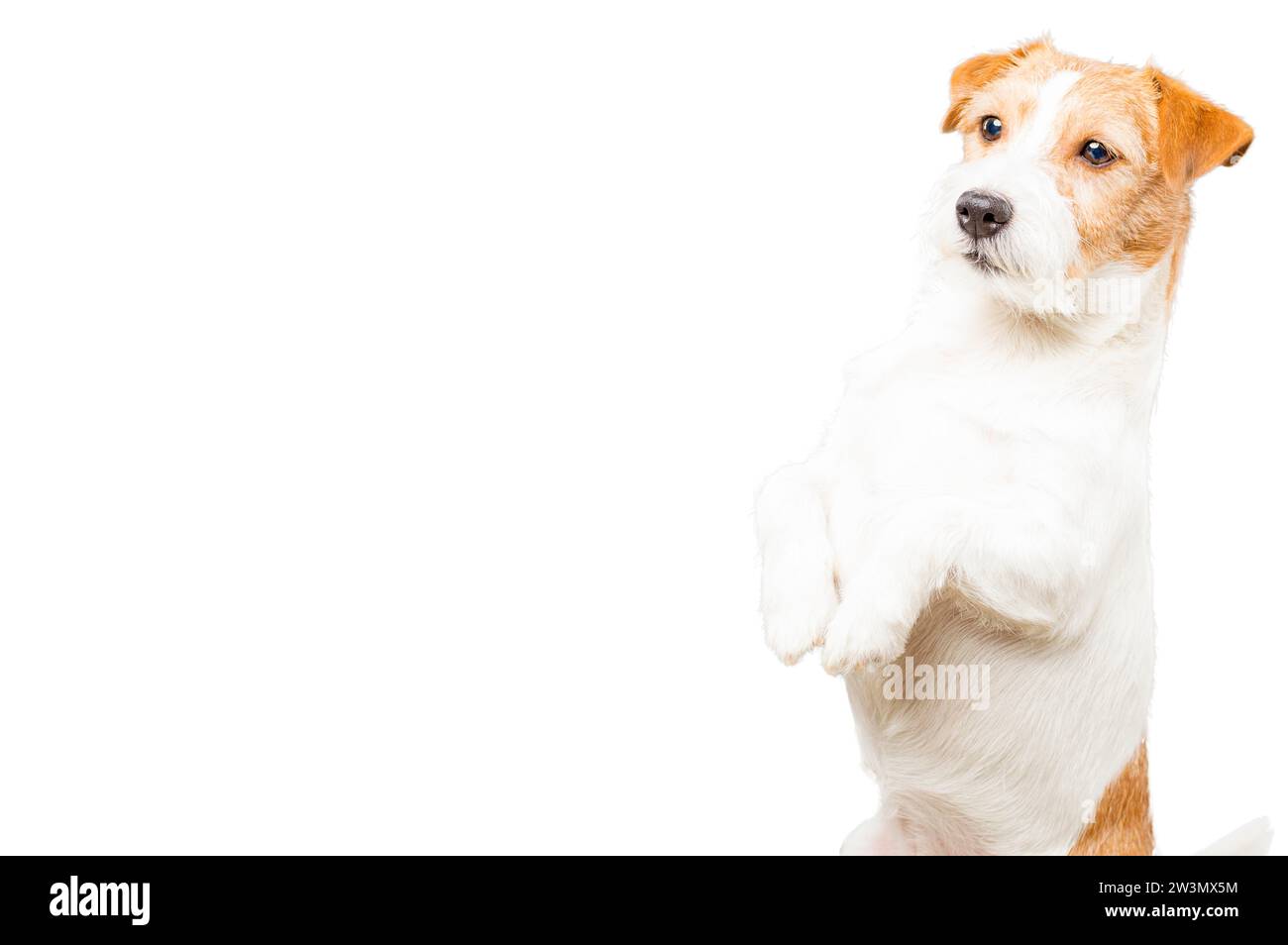 Jack Russell de race pure posant en studio et regardant la caméra. Supports mixtes Banque D'Images
