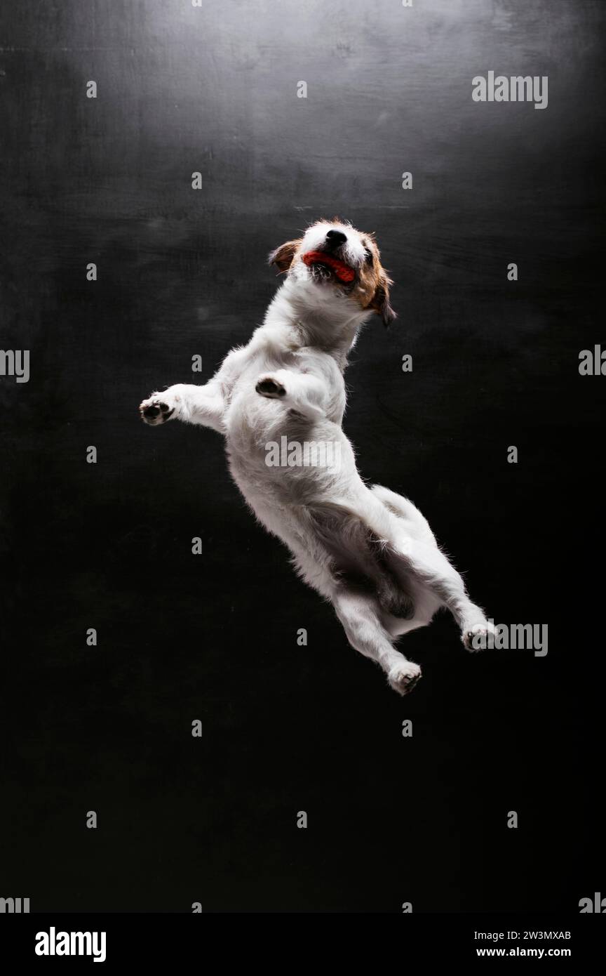 Jack Russell de race pure est joué avec le ballon en studio. Saute et l'attrape. Supports mixtes Banque D'Images