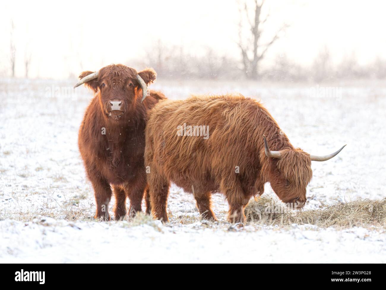 Le bétail des Highlands se tient dans un champ enneigé en hiver au Canada Banque D'Images