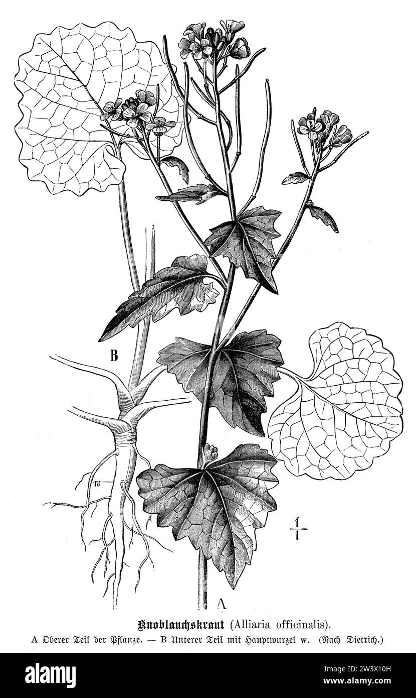 Moutarde à l'ail, Alliaria petiolata, anonym (livre botanique, 1899), Knoblauchsrauke, alliaire officinale Banque D'Images